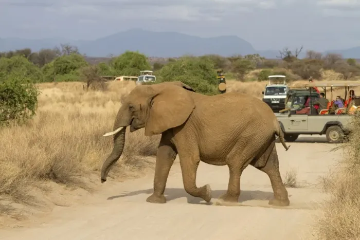 Framed Print : African Elephant (Loxodonta africana) adult, crossing track in front of safari vehicles with tourists Framed Print : African Elephant (Loxodonta africana) adult, crossing track in front of safari vehicles with tourists