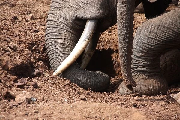 African Elephant (Loxodonta africana) adult with calf, close-up of trunks and feet