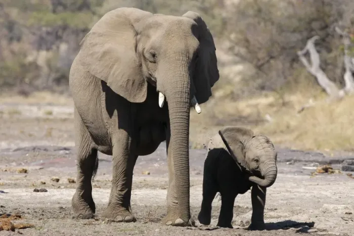 Framed Print : African Elephant (Loxodonta africana) adult female with calf, walking across dry riverbed, Botswana Framed Print : African Elephant (Loxodonta africana) adult female with calf, walking across dry riverbed, Botswana