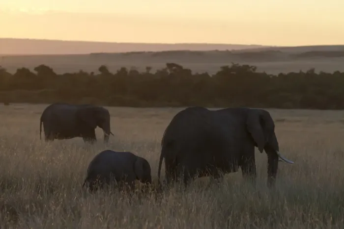 Framed Print : African Elephant (Loxodonta africana) adult females and calf, standing in savannah habitat at sunset, Masai Mara