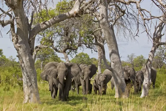 Framed Print : African Elephant (Loxodonta africana) adult females with calves, herd approaching through trees, Okavango Delta Framed Print : African Elephant (Loxodonta africana) adult females with calves, herd approaching through trees, Okavango Delta