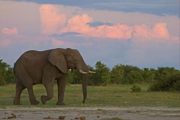 African Elephant (Loxodonta africana) adult male, walking at sunset, Okavango Delta, Botswana