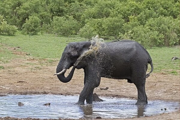 African Elephant (Loxodonta africana) adult male, spraying water and mud at drinking pool, Savute, Chobe N. P. Botswana