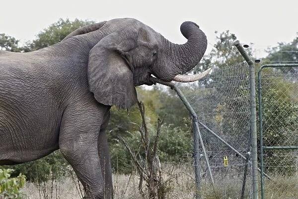 African Elephant (Loxodonta africana) adult male, damaging fence at solar-powered waterpump, Timbavati Game Reserve