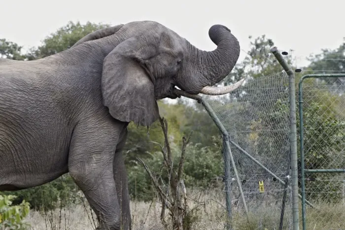 Framed Print : African Elephant (Loxodonta africana) adult male, damaging fence at solar-powered waterpump, Timbavati Game Reserve Framed Print : African Elephant (Loxodonta africana) adult male, damaging fence at solar-powered waterpump, Timbavati Game Reserve
