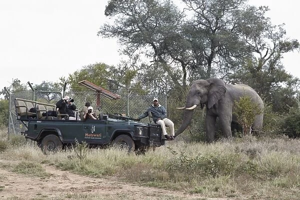 African Elephant (Loxodonta africana) adult male, standing near tourists in safari vehicle
