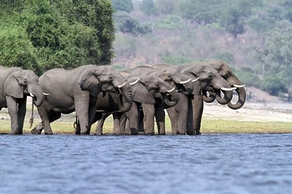 African Elephant (Loxodonta africana) adults, herd drinking at edge of water, Chobe River, Chobe N. P. Botswana