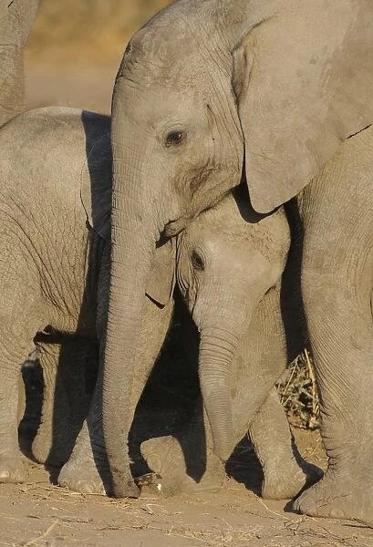African Elephant (Loxodonta africana) two babies, playing, rubbing heads together, Mashatu Game Reserve, Tuli Block, Botswana