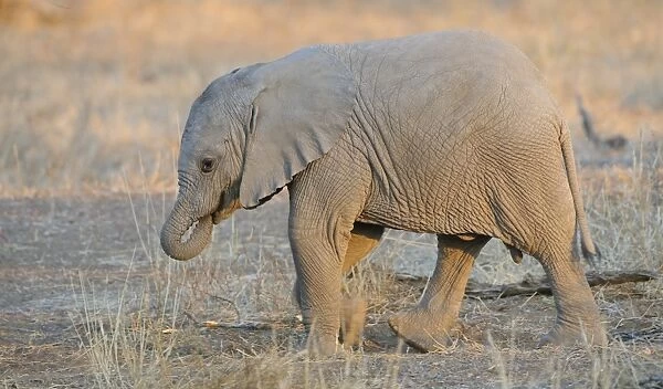 African Elephant (Loxodonta africana) baby, walking at evening, Mashatu Game Reserve, Tuli Block, Botswana