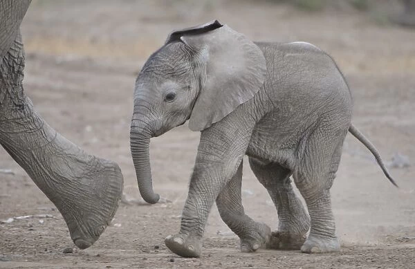 African Elephant (Loxodonta africana) baby, walking, following mother, Mashatu Game Reserve, Tuli Block, Botswana
