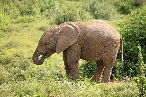 African Elephant (Loxodonta africana) calf, feeding, Addo Elephant N. P. Eastern Cape, South Africa, December