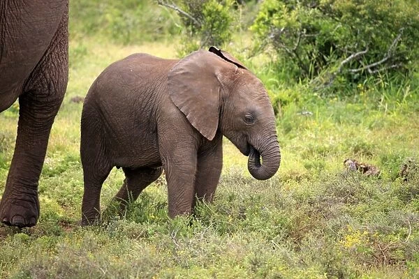 African Elephant (Loxodonta africana) calf, feeding beside mother, Addo Elephant N. P