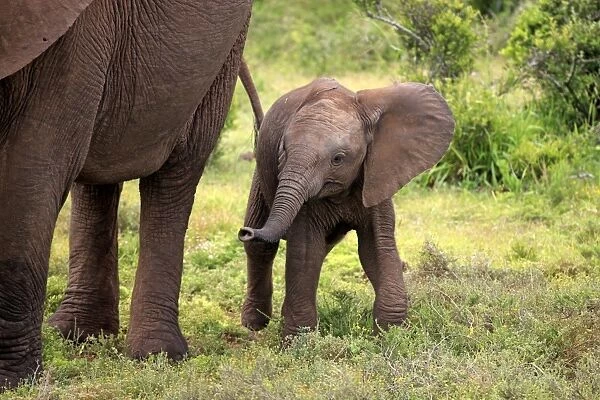African Elephant (Loxodonta africana) calf, walking beside mother, Addo Elephant N. P