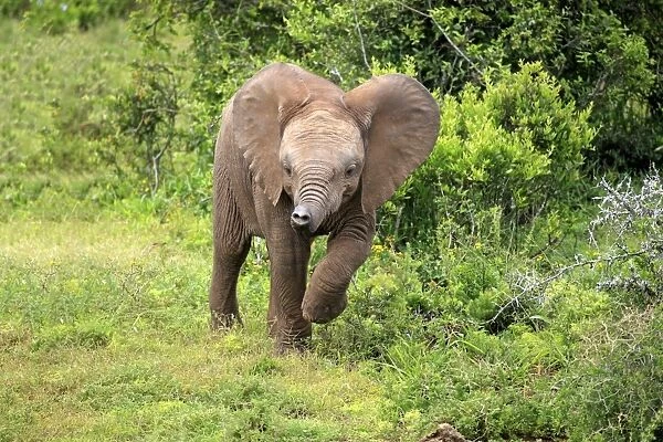 African Elephant (Loxodonta africana) calf, walking beside vegetation, Addo Elephant N. P