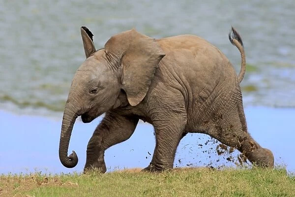 African Elephant (Loxodonta africana) calf, running beside water, Addo Elephant N. P