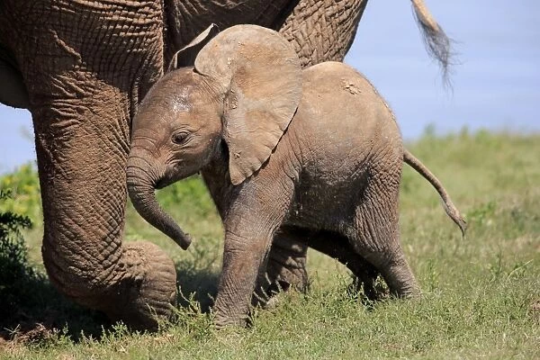 African Elephant (Loxodonta africana) calf, walking beside mother, Addo Elephant N. P