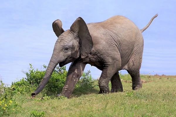 African Elephant (Loxodonta africana) calf, running beside water, Addo Elephant N. P