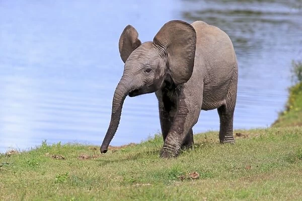 African Elephant (Loxodonta africana) calf, walking beside water, Addo Elephant N. P