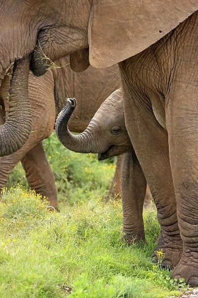African Elephant (Loxodonta africana) calf, with raised trunk, standing beside mother in herd, Addo Elephant N. P