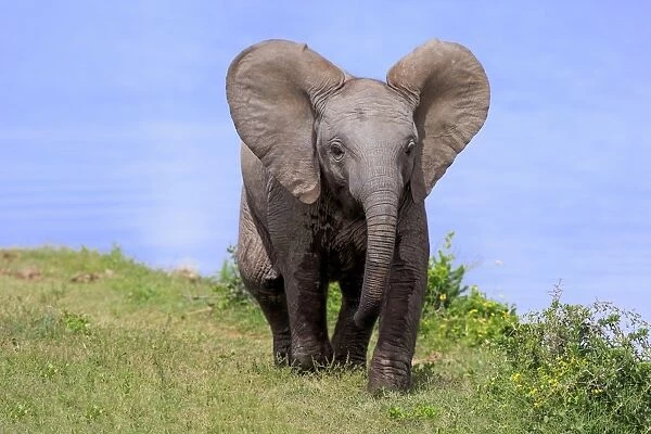 African Elephant (Loxodonta africana) calf, walking beside water, Addo Elephant N. P
