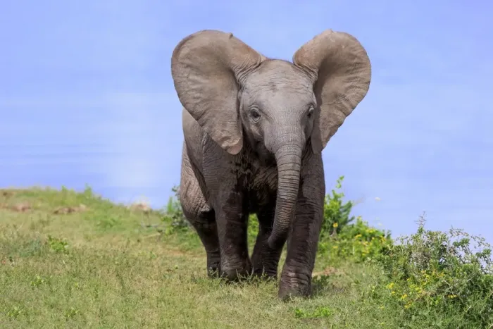 Framed Print : African Elephant (Loxodonta africana) calf, walking beside water, Addo Elephant N. P