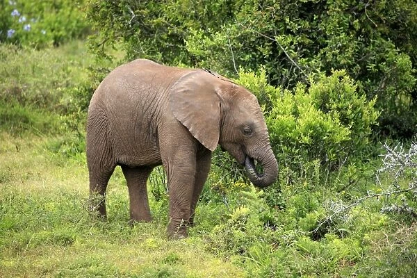 African Elephant (Loxodonta africana) calf, feeding, standing beside vegetation, Addo Elephant N. P