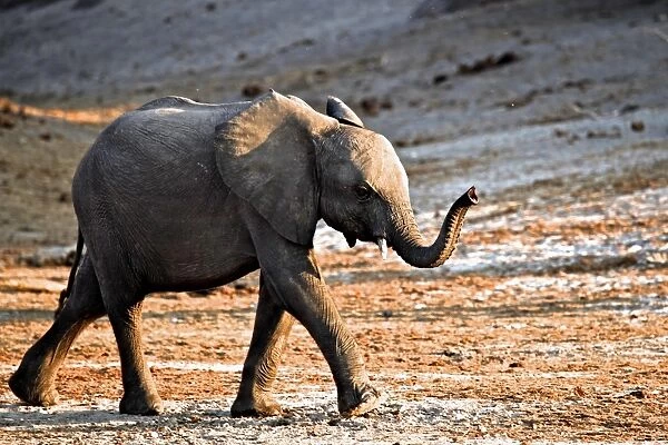 African Elephant (Loxodonta africana) calf, walking with trunk raised, Chobe N. P. Botswana, July