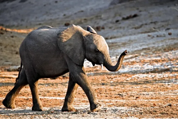 Framed Print : African Elephant (Loxodonta africana) calf, walking with trunk raised, Chobe N. P. Botswana, July Framed Print : African Elephant (Loxodonta africana) calf, walking with trunk raised, Chobe N. P. Botswana, July