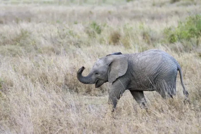 Framed Print : African Elephant (Loxodonta africana) calf, with trunk raised, walking in savannah, Serengeti N. P. Tanzania, December Framed Print : African Elephant (Loxodonta africana) calf, with trunk raised, walking in savannah, Serengeti N. P. Tanzania, December