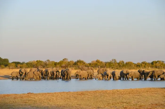 Framed Print : African Elephant (Loxodonta africana) herd, drinking at waterhole, Hwange N. P. Zimbabwe, July Framed Print : African Elephant (Loxodonta africana) herd, drinking at waterhole, Hwange N. P. Zimbabwe, July