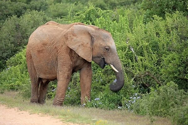 African Elephant (Loxodonta africana) immature, feeding on flowering bush, Addo Elephant N. P