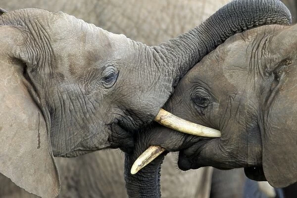 African Elephant (Loxodonta africana) two immatures, close-up of head, one resting trunk on head of other