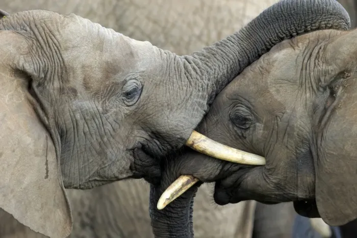 Framed Print : African Elephant (Loxodonta africana) two immatures, close-up of head, one resting trunk on head of other Framed Print : African Elephant (Loxodonta africana) two immatures, close-up of head, one resting trunk on head of other