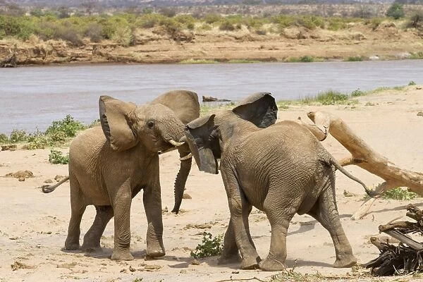 African Elephant (Loxodonta africana) two immatures, playfighting on riverbank, Samburu National Reserve, Kenya, August