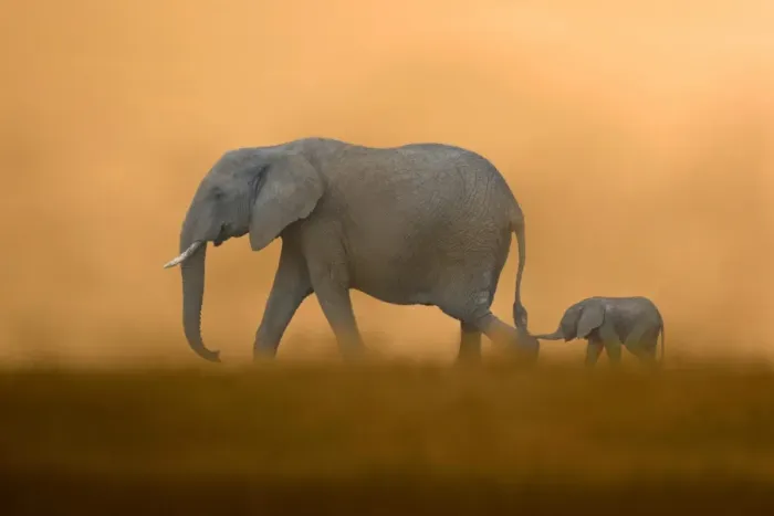 Framed Print : African Elephant (Loxodonta africana) mother with baby, walking, Masai Mara, Kenya (Composite image) Framed Print : African Elephant (Loxodonta africana) mother with baby, walking, Masai Mara, Kenya (Composite image)