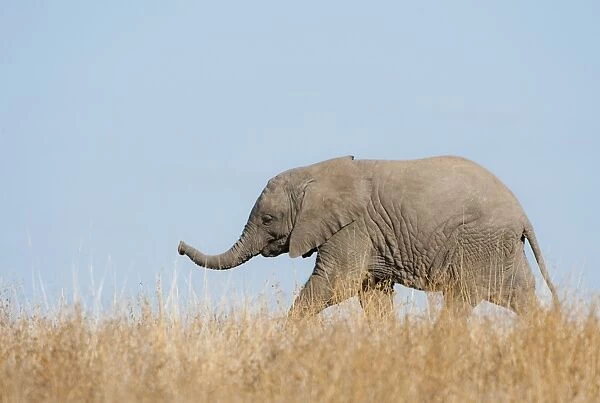 African Elephant (Loxodonta africana) young, walking through dry grass, Mashatu Game Reserve, Tuli Block, Botswana