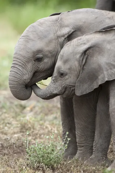 Framed Print : African Elephant (Loxodonta africana) two young calves, playing, Mashatu Game Reserve, Tuli Block, Botswana Framed Print : African Elephant (Loxodonta africana) two young calves, playing, Mashatu Game Reserve, Tuli Block, Botswana