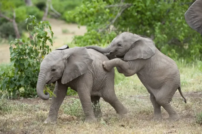 Framed Print : African Elephant (Loxodonta africana) two young calves, playing, Mashatu Game Reserve, Tuli Block, Botswana Framed Print : African Elephant (Loxodonta africana) two young calves, playing, Mashatu Game Reserve, Tuli Block, Botswana