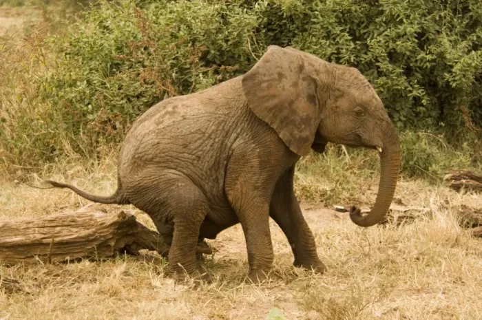Framed Print : African Elephant (Loxodonta africana) young scratching on log, Lake Manyara N. P. Tanzania Framed Print : African Elephant (Loxodonta africana) young scratching on log, Lake Manyara N. P. Tanzania