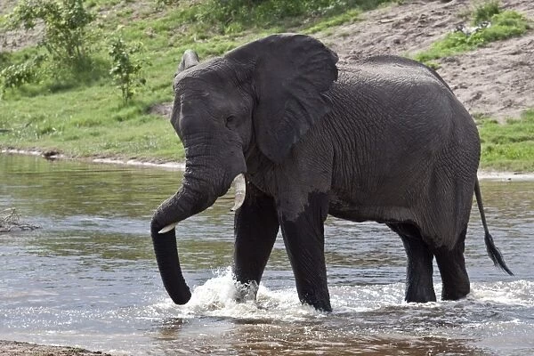 African Elephant rests his trunk as he crosses a small river at Savuti Lodge in Botswana