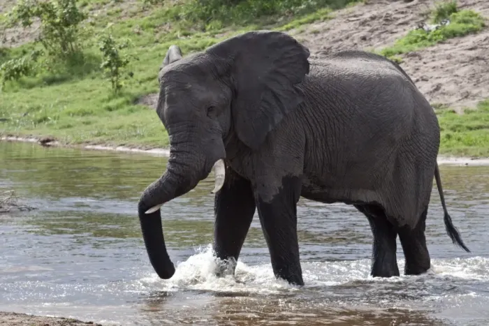 Framed Print : African Elephant rests his trunk as he crosses a small river at Savuti Lodge in Botswana