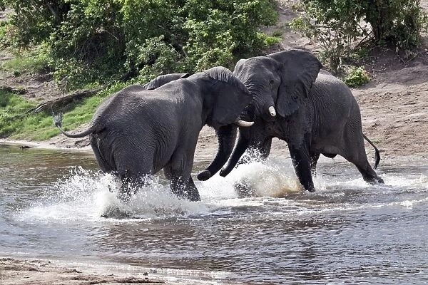 two African Elephants fight at small river cross Savuti Botswana