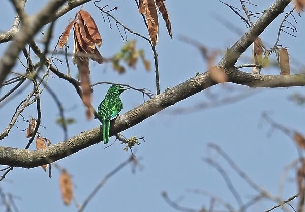 African Emerald Cuckoo (Chrysococcyx cupreus) adult, perched on branch, Atewa, Ghana, February