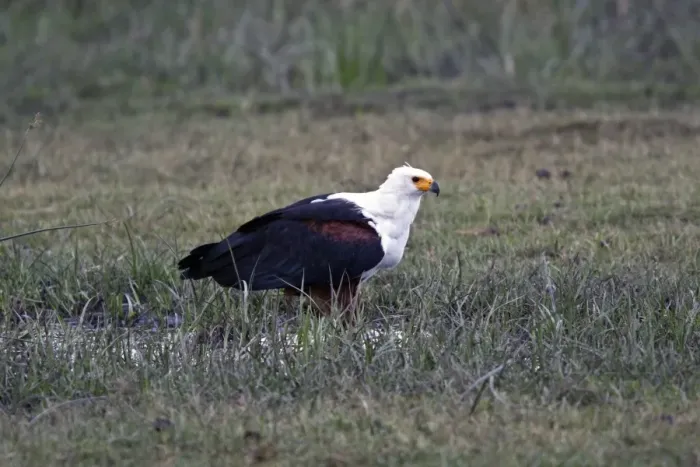 Framed Print : African Fish Eagle adult on ground - Botswana Framed Print : African Fish Eagle adult on ground - Botswana