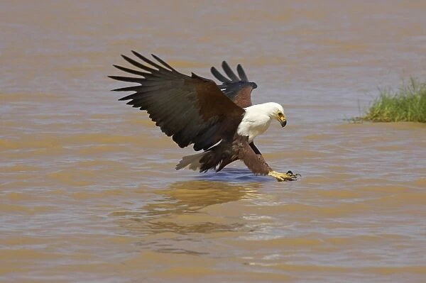 African Fish Eagle (Haliaeetus vocifer) adult fishing, in flight over lake, Kenya