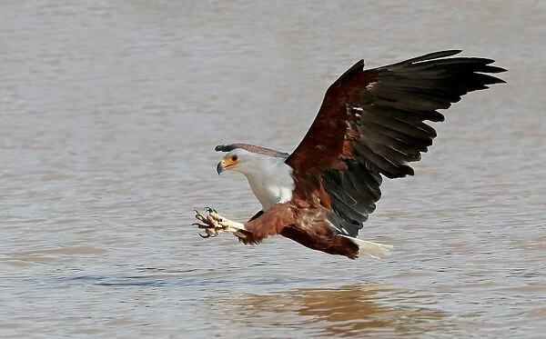 African Fish Eagle (Haliaeetus vocifer) adult, in flight, fishing, Lake Baringo, Kenya