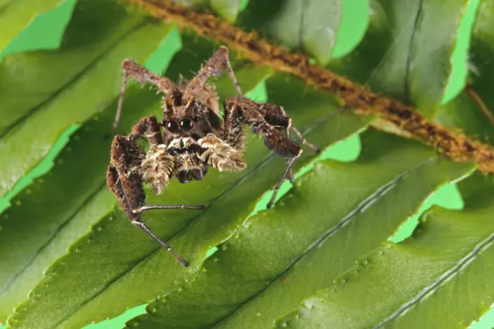Framed Print : African Fringed Jumping Spider (Portia africana) adult female, hunting on leaves, South Africa Framed Print : African Fringed Jumping Spider (Portia africana) adult female, hunting on leaves, South Africa