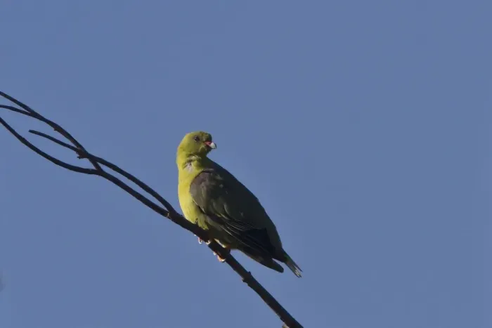 Framed Print : African Green Pigeon near Kwara camp, Botswana Framed Print : African Green Pigeon near Kwara camp, Botswana