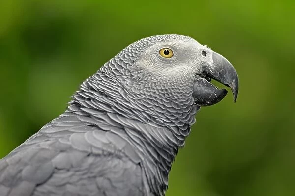 African Grey Parrot (Psittacus erithacus timneh) adult, close-up of head (captive)
