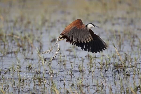 African Jacana (Actophilornis africanus) adult, in flight, taking off from shallow water, Gambia, February